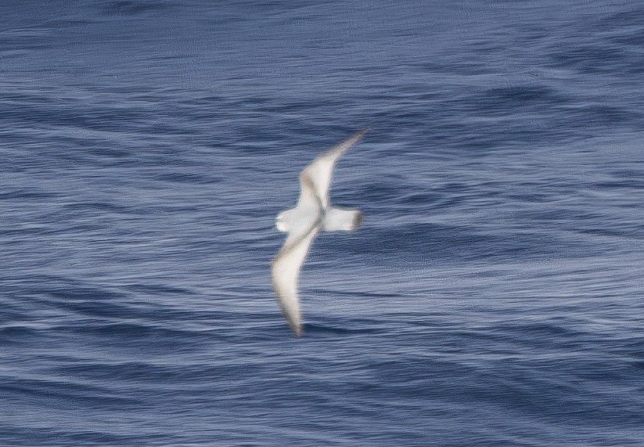 Пріон антарктичний - ML645580732