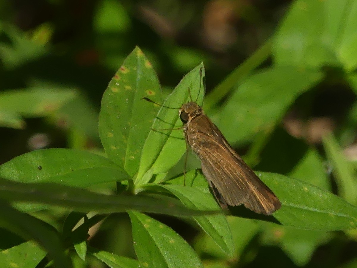 Ocola Skipper - ML645580733