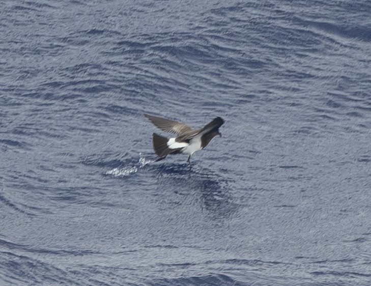 Black-bellied Storm-Petrel - ML645580734