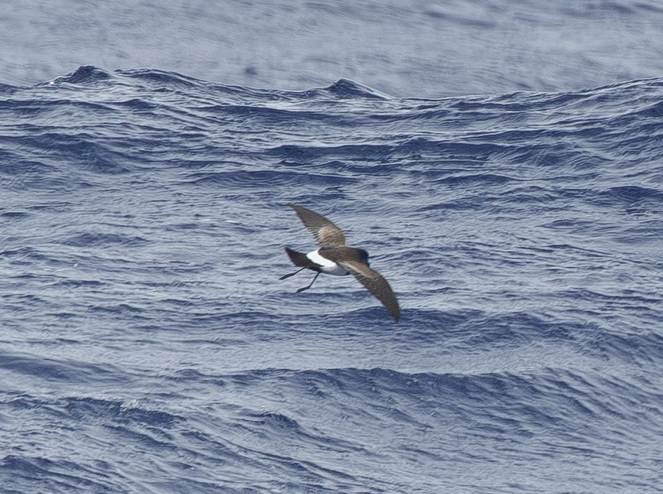 Black-bellied Storm-Petrel - ML645580735