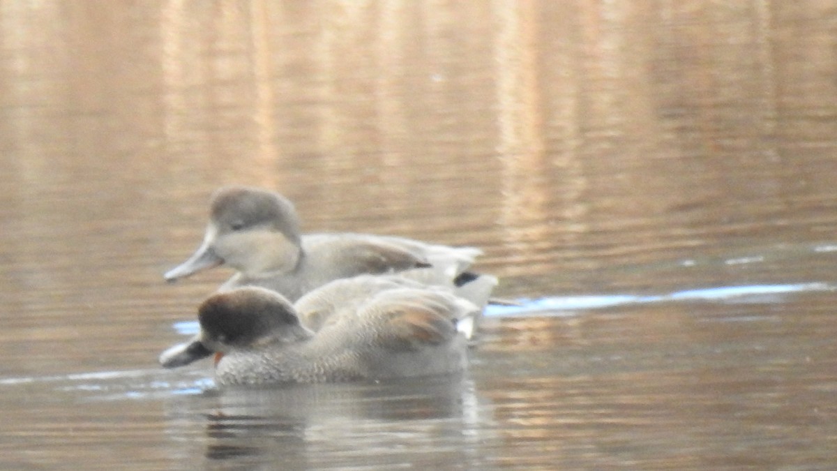 Серая утка - ML645580736