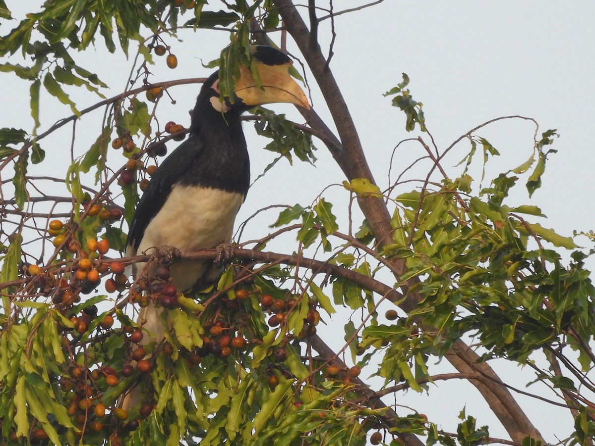 Malabar Pied-Hornbill - ML645580740