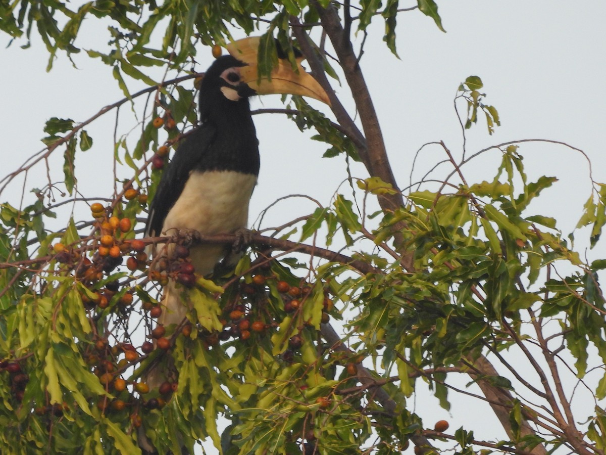 Malabar Pied-Hornbill - ML645580741