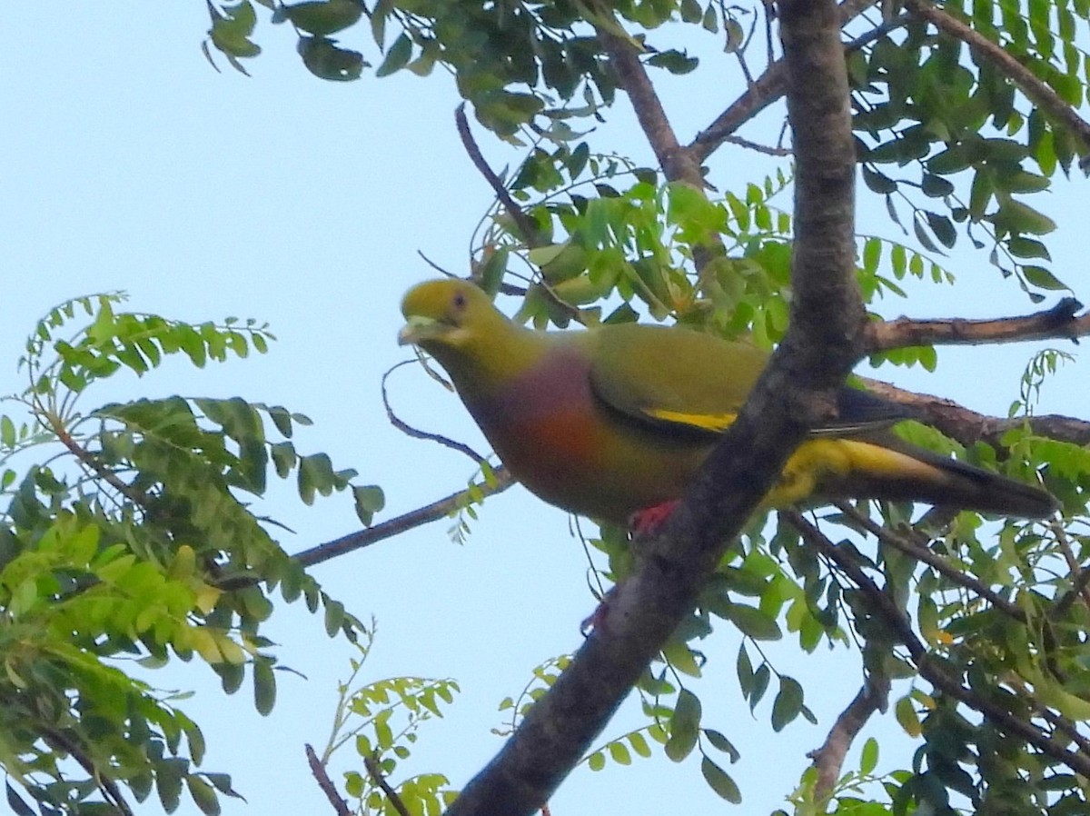 Orange-breasted Green-Pigeon - ML645580746