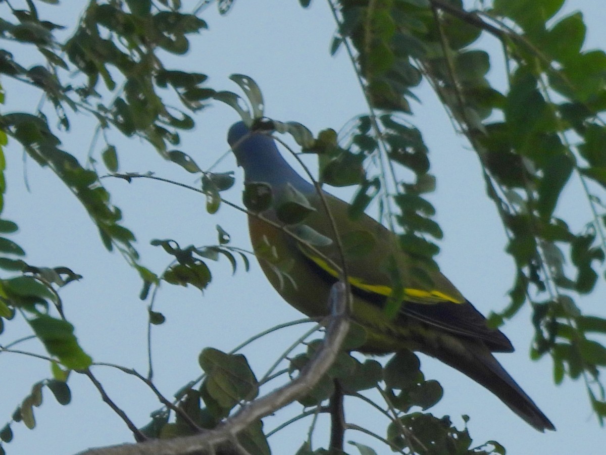 Orange-breasted Green-Pigeon - ML645580747