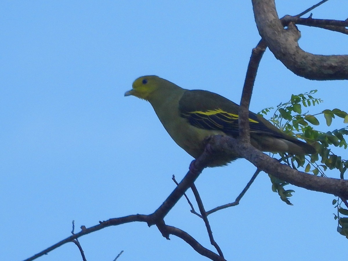 Orange-breasted Green-Pigeon - ML645580748