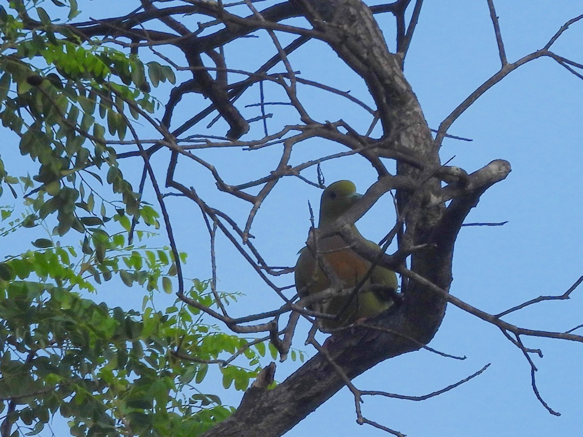 Orange-breasted Green-Pigeon - ML645580749