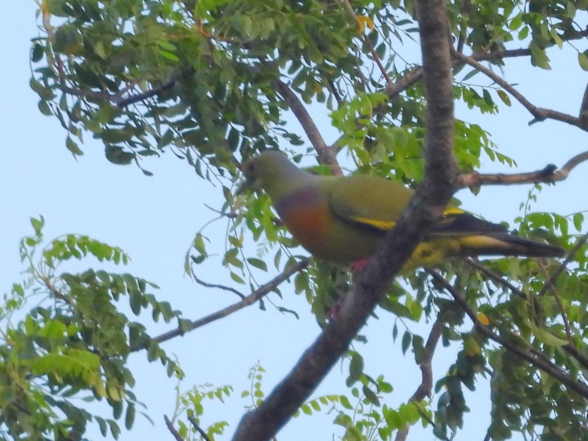 Orange-breasted Green-Pigeon - ML645580750