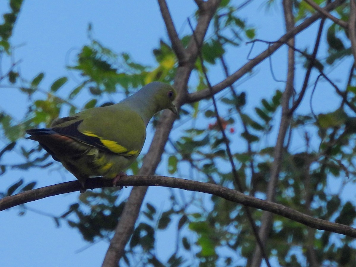 Orange-breasted Green-Pigeon - ML645580751