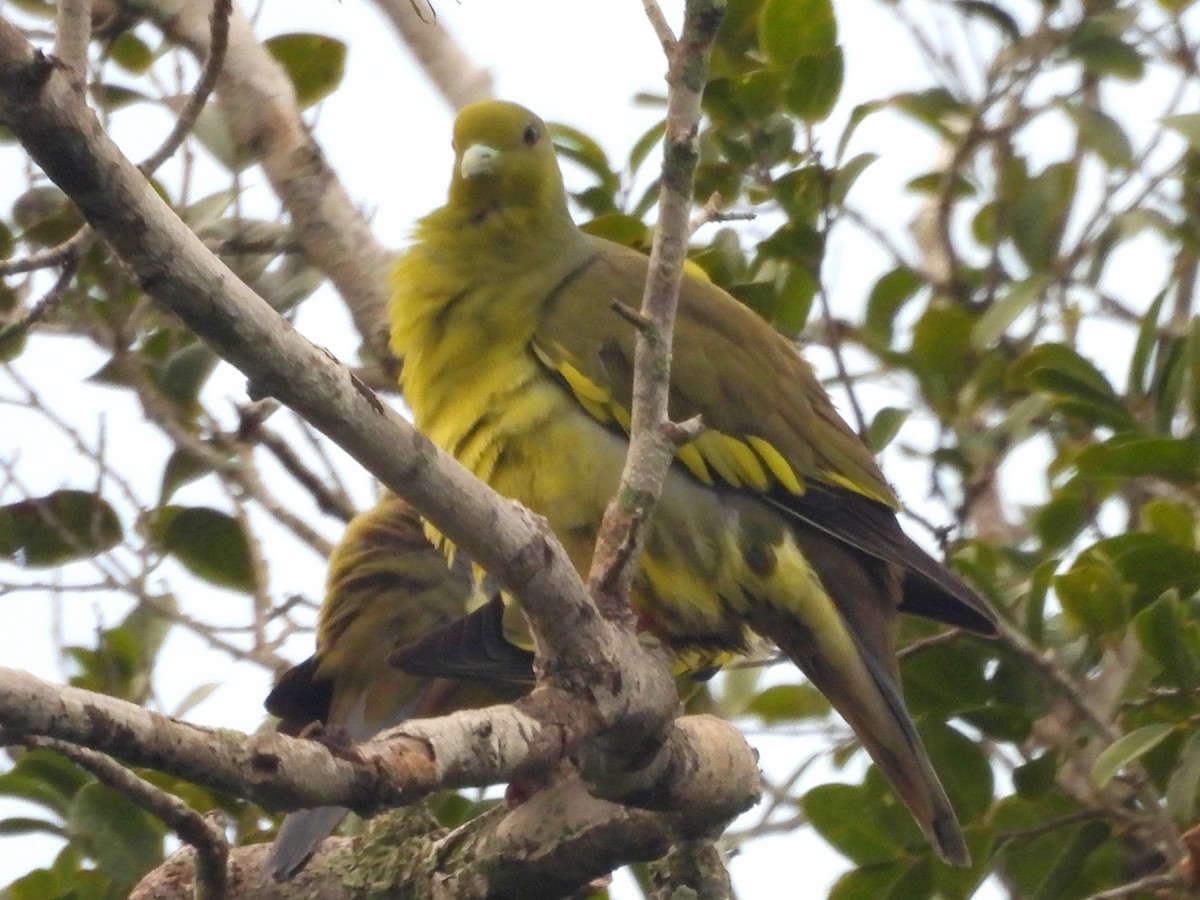 Orange-breasted Green-Pigeon - ML645580752
