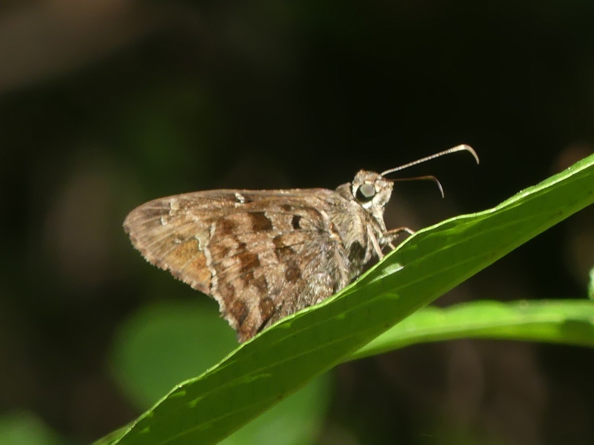 Dorantes Longtail - ML645580756