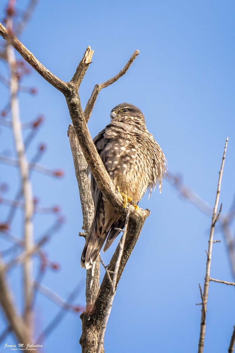 Merlin - ML645580760