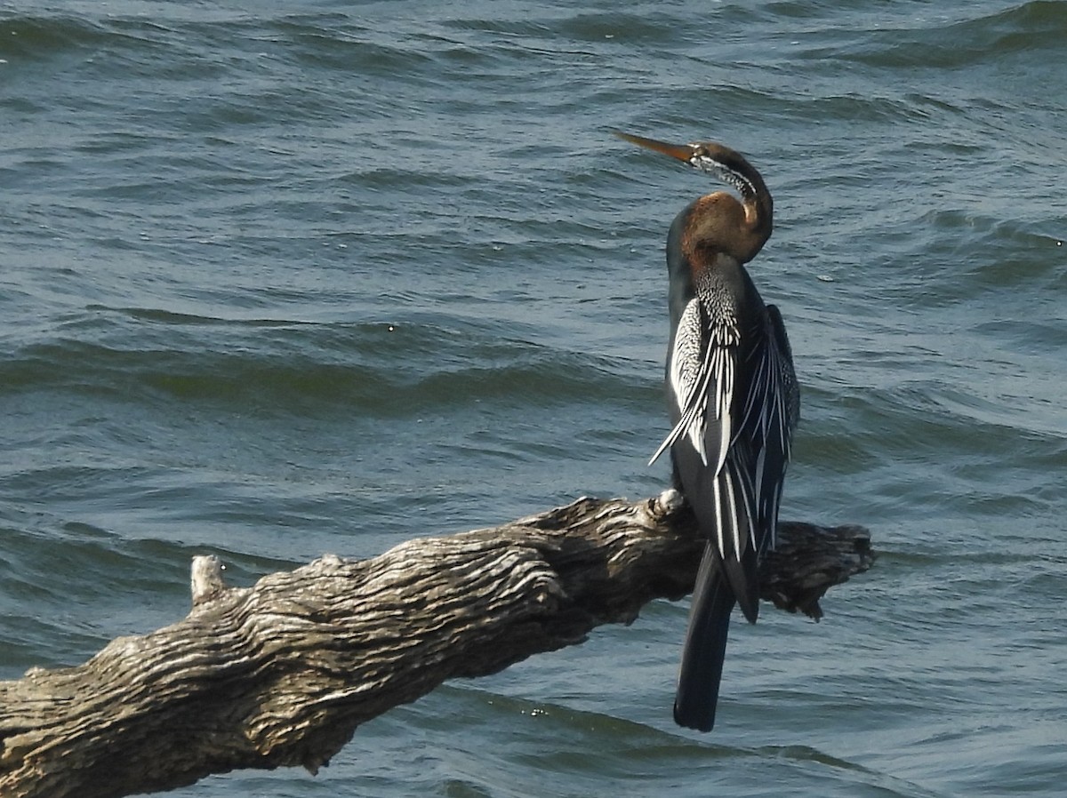 Doğu Yılanboyunu - ML645580762