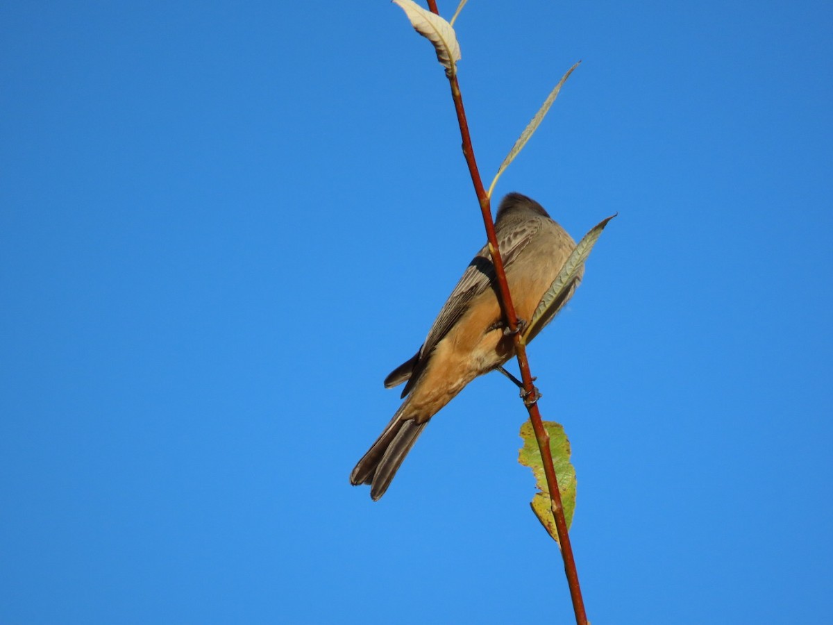 Say Fibisi - ML645580767