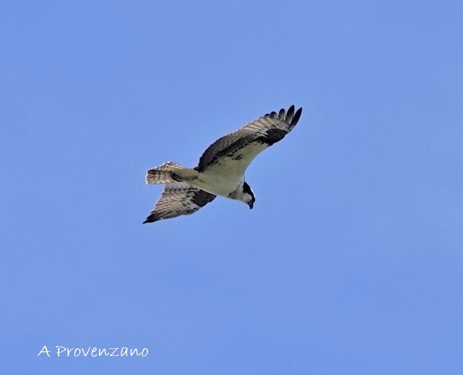 Osprey - ML645580771