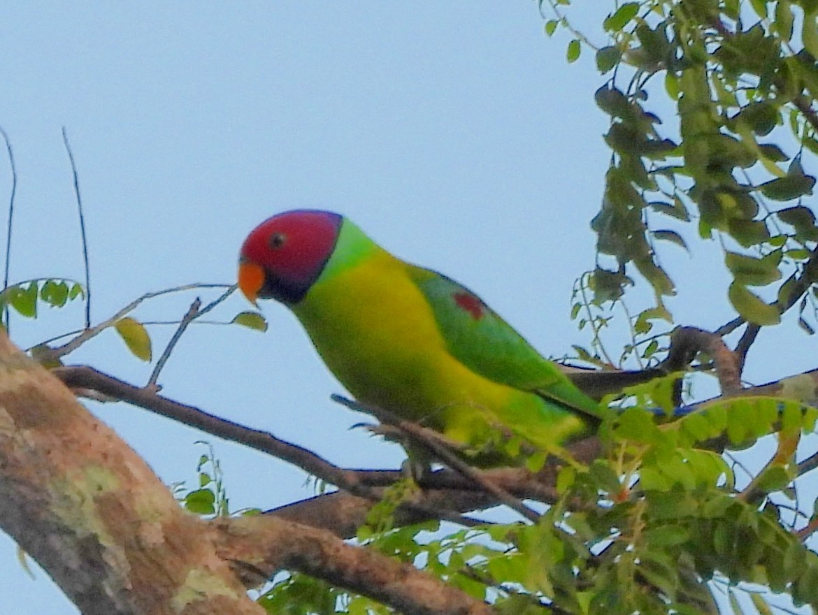 コセイインコ - ML645580792