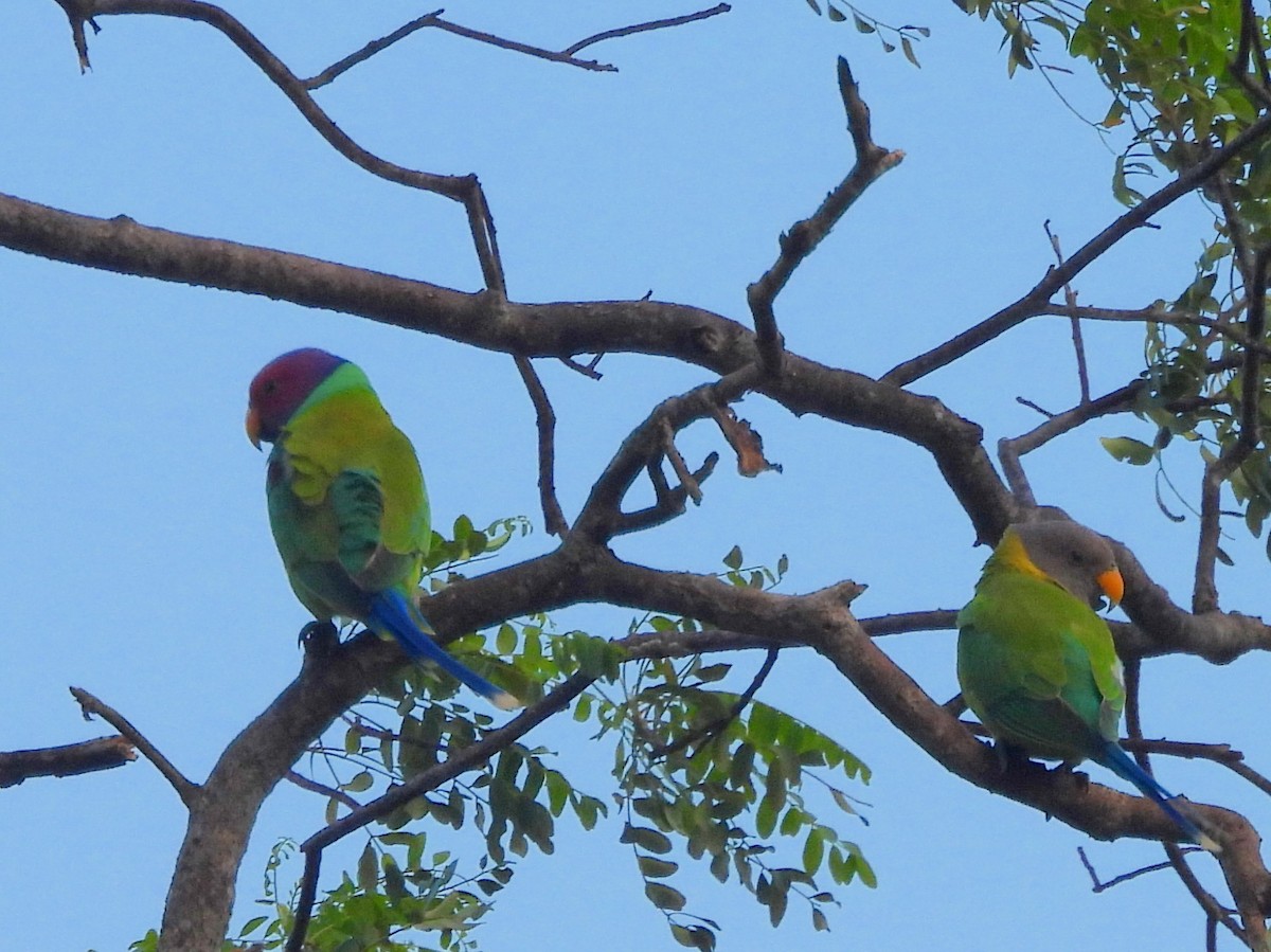 コセイインコ - ML645580793