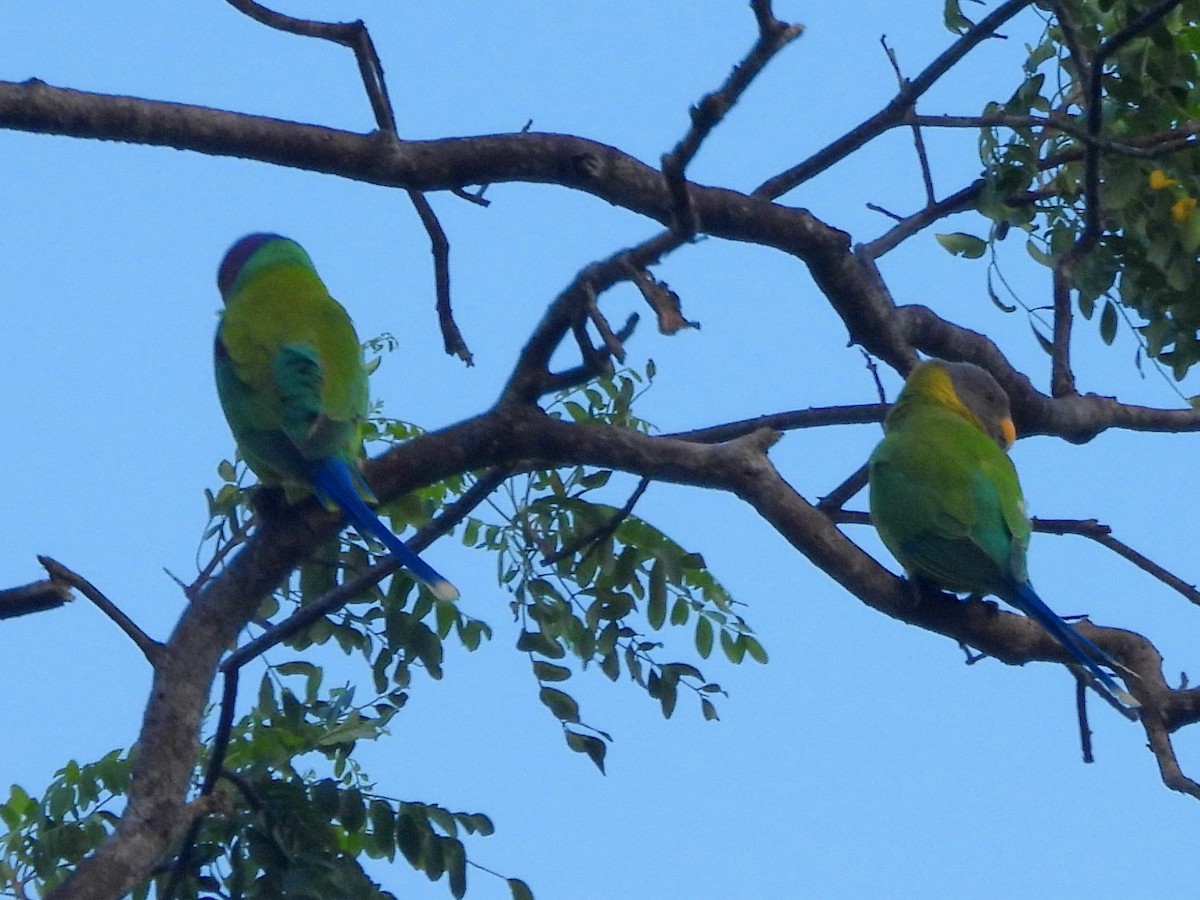 コセイインコ - ML645580794