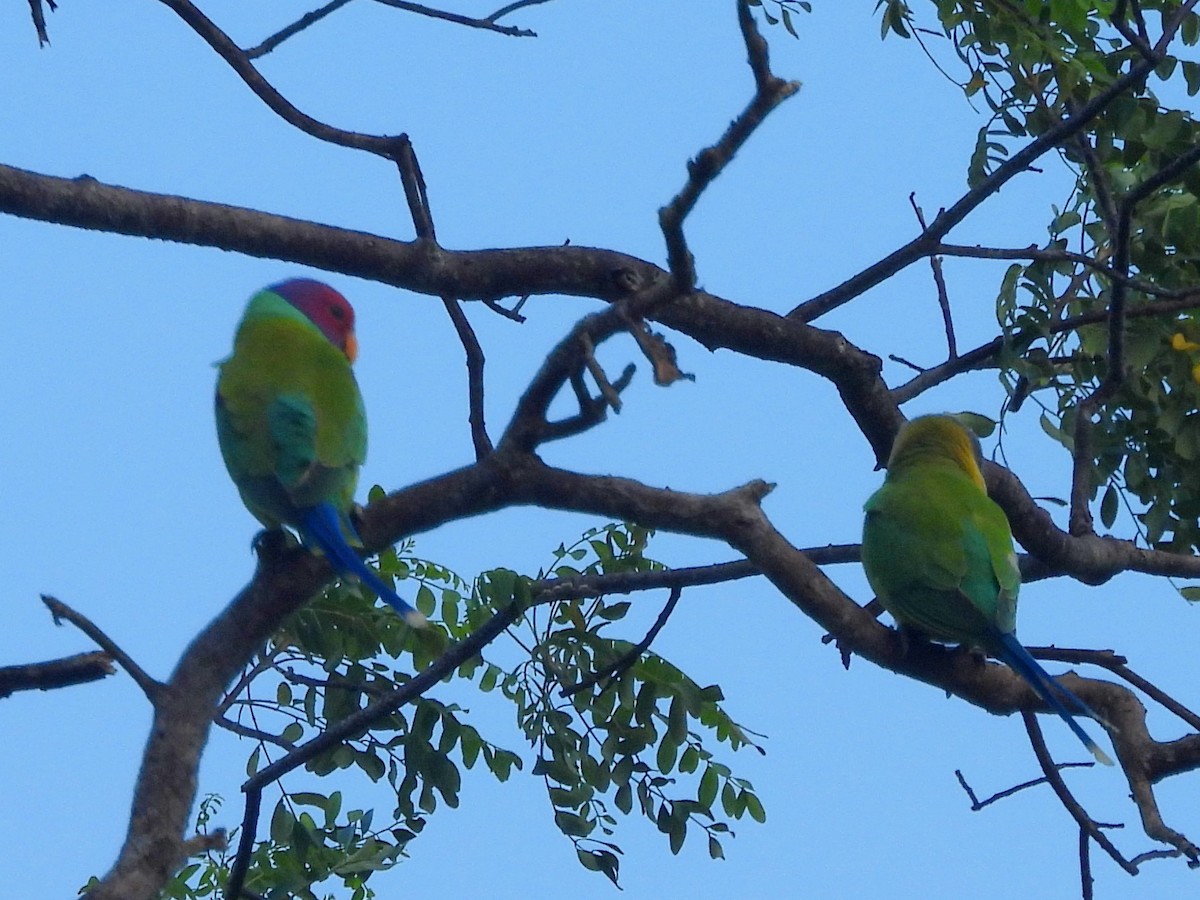 コセイインコ - ML645580795