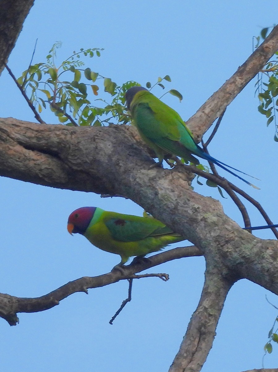 コセイインコ - ML645580796