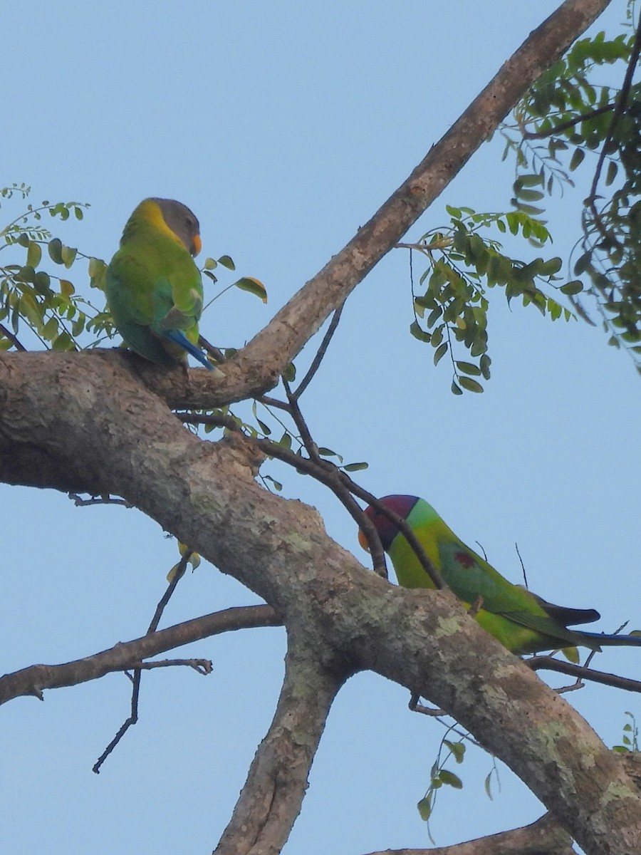 コセイインコ - ML645580797