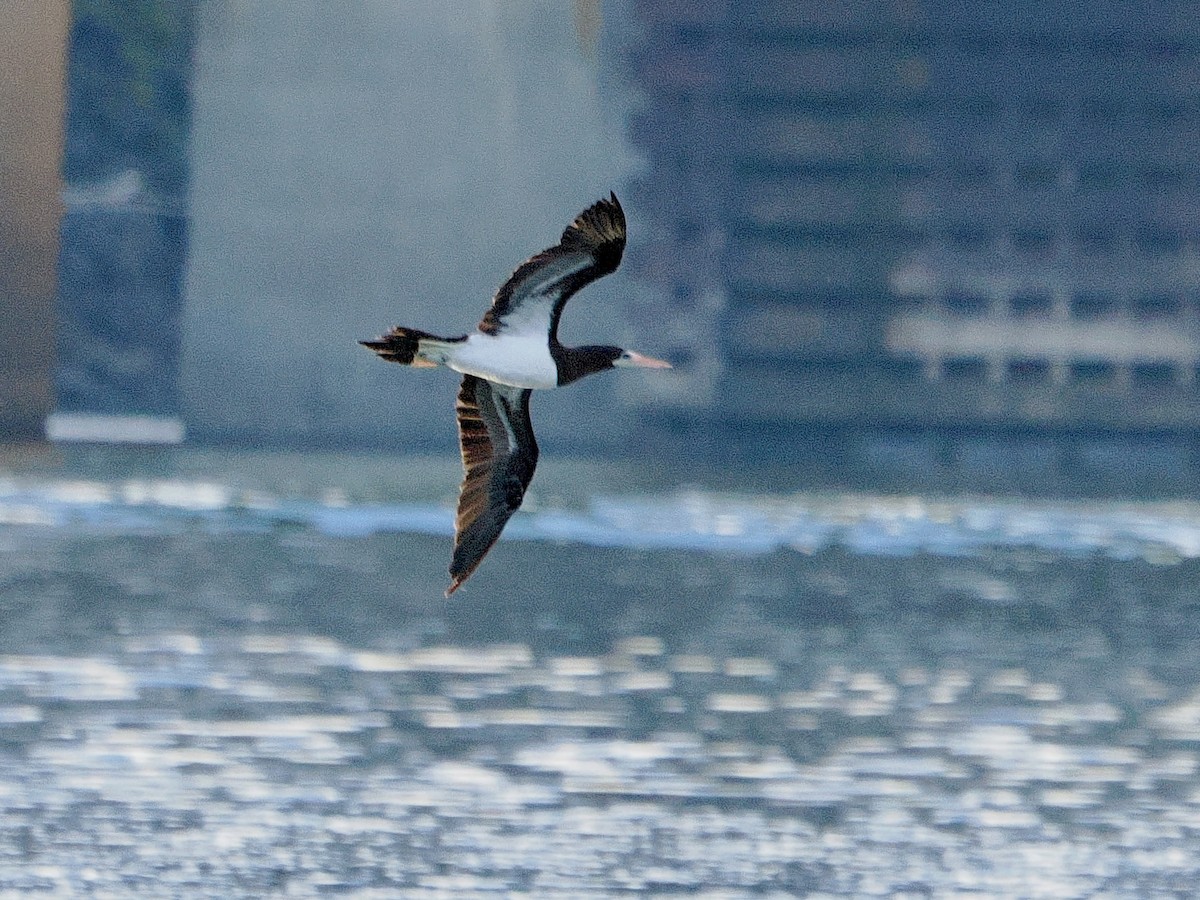 Cocos Booby - ML645580808