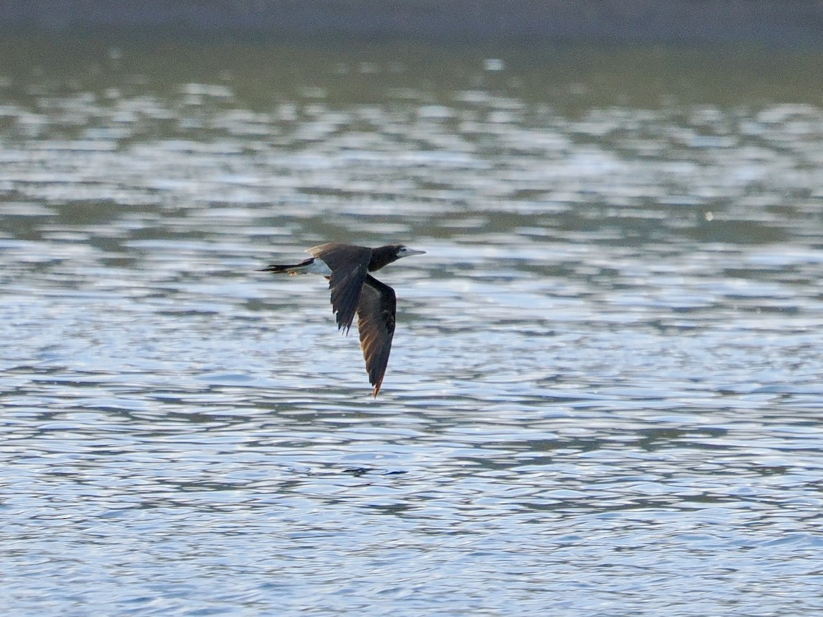 Cocos Booby - ML645580814