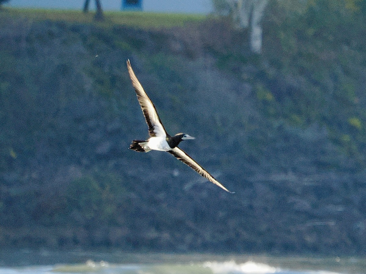 Cocos Booby - ML645580815