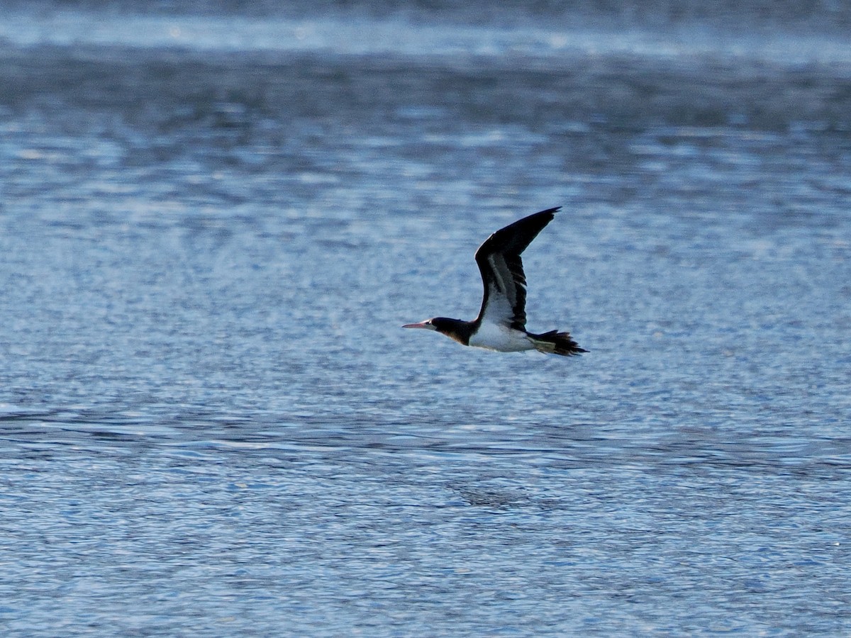 Cocos Booby - ML645580816