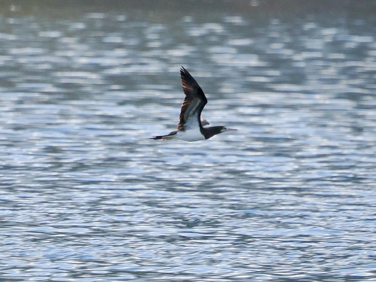 Cocos Booby - ML645580817