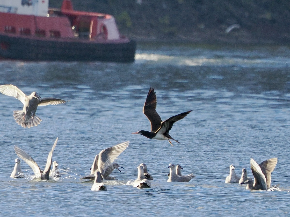 Cocos Booby - ML645580818