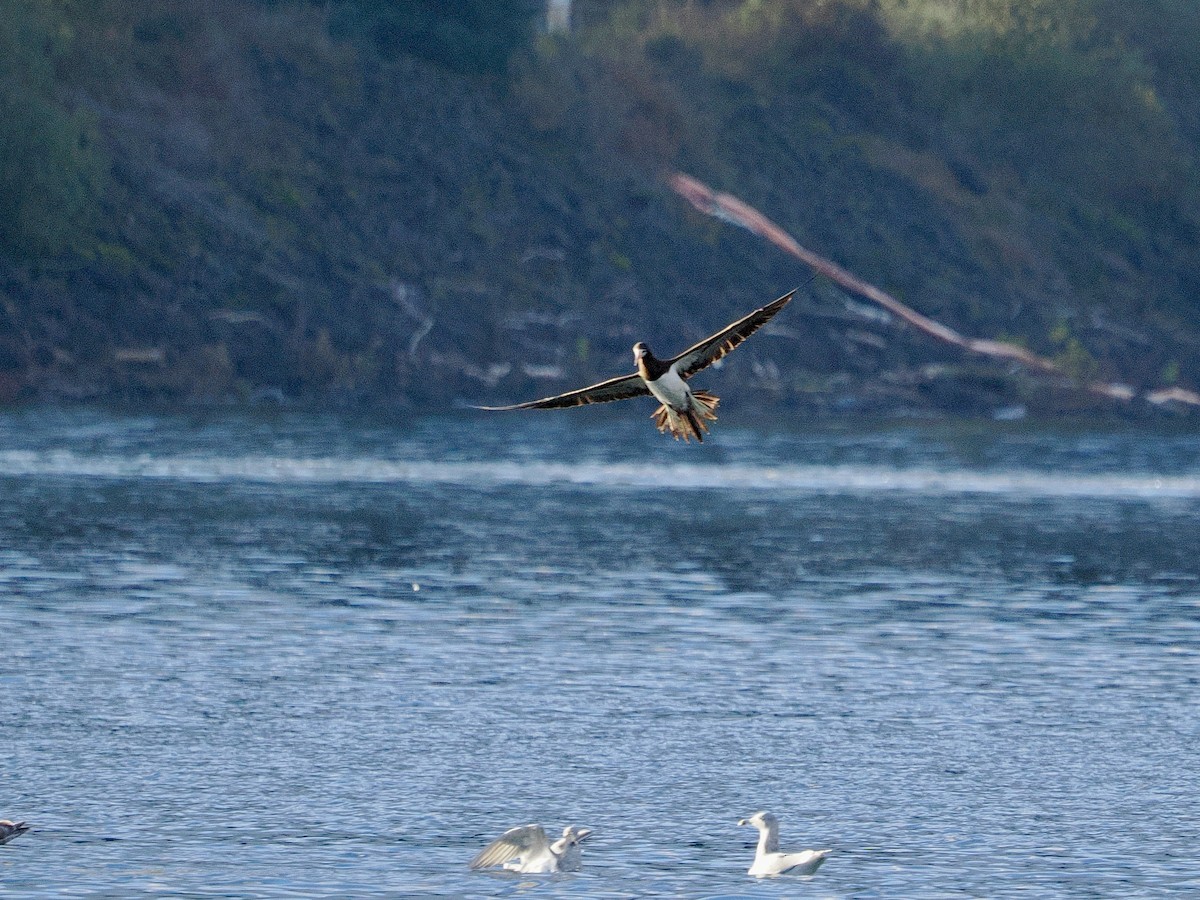 Cocos Booby - ML645580821