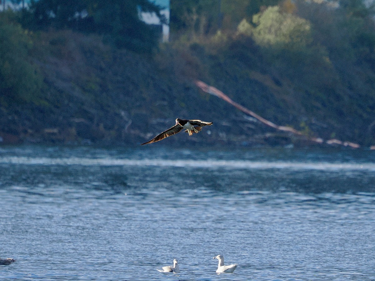 Cocos Booby - ML645580822