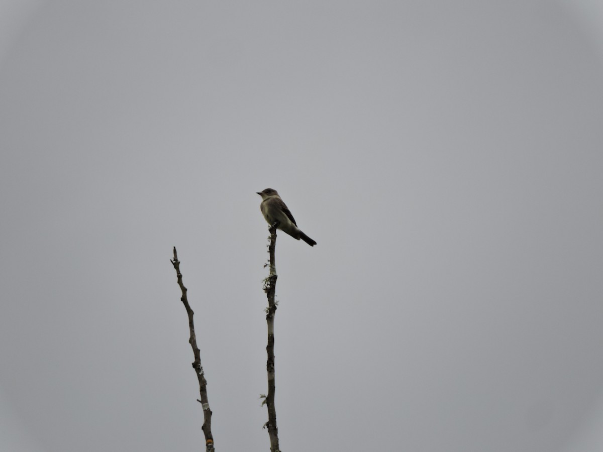 Olive-sided Flycatcher - ML645580823