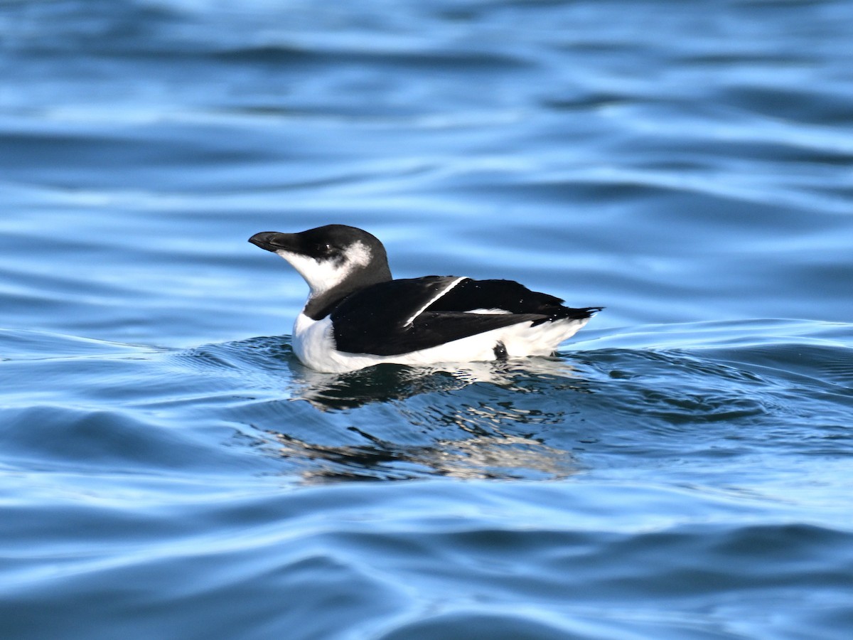 alka malá - ML645580837