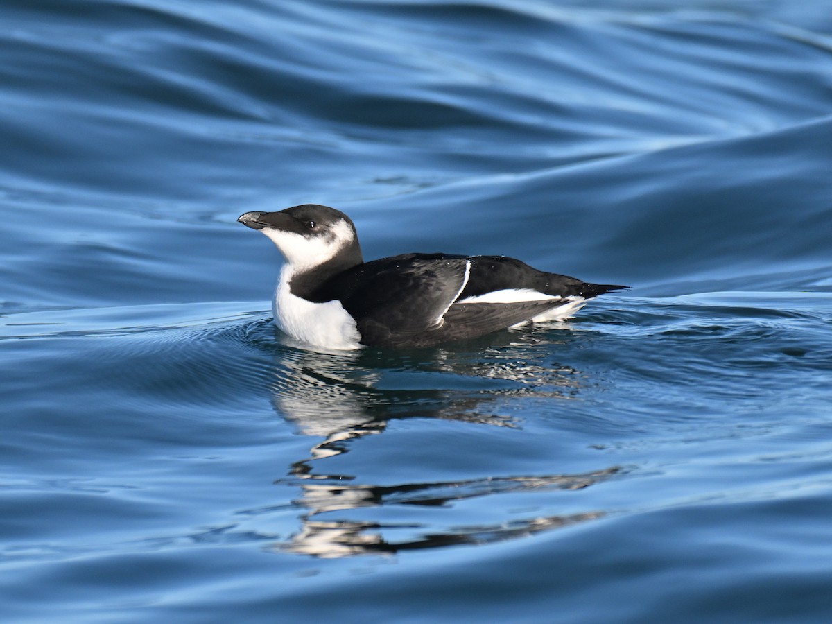 alka malá - ML645580838