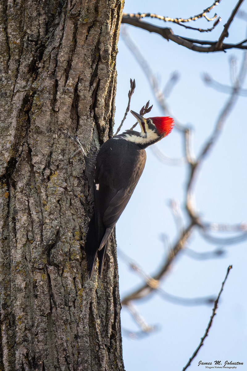 Pileated Woodpecker - ML645580841
