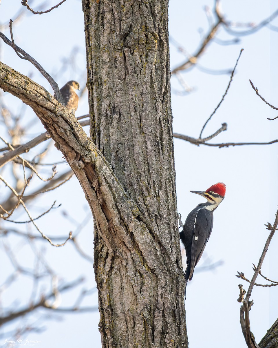 Pileated Woodpecker - ML645580842
