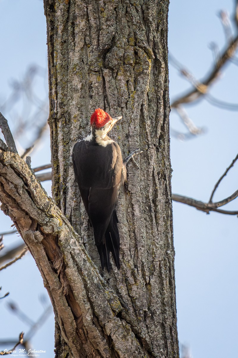 Pileated Woodpecker - ML645580843