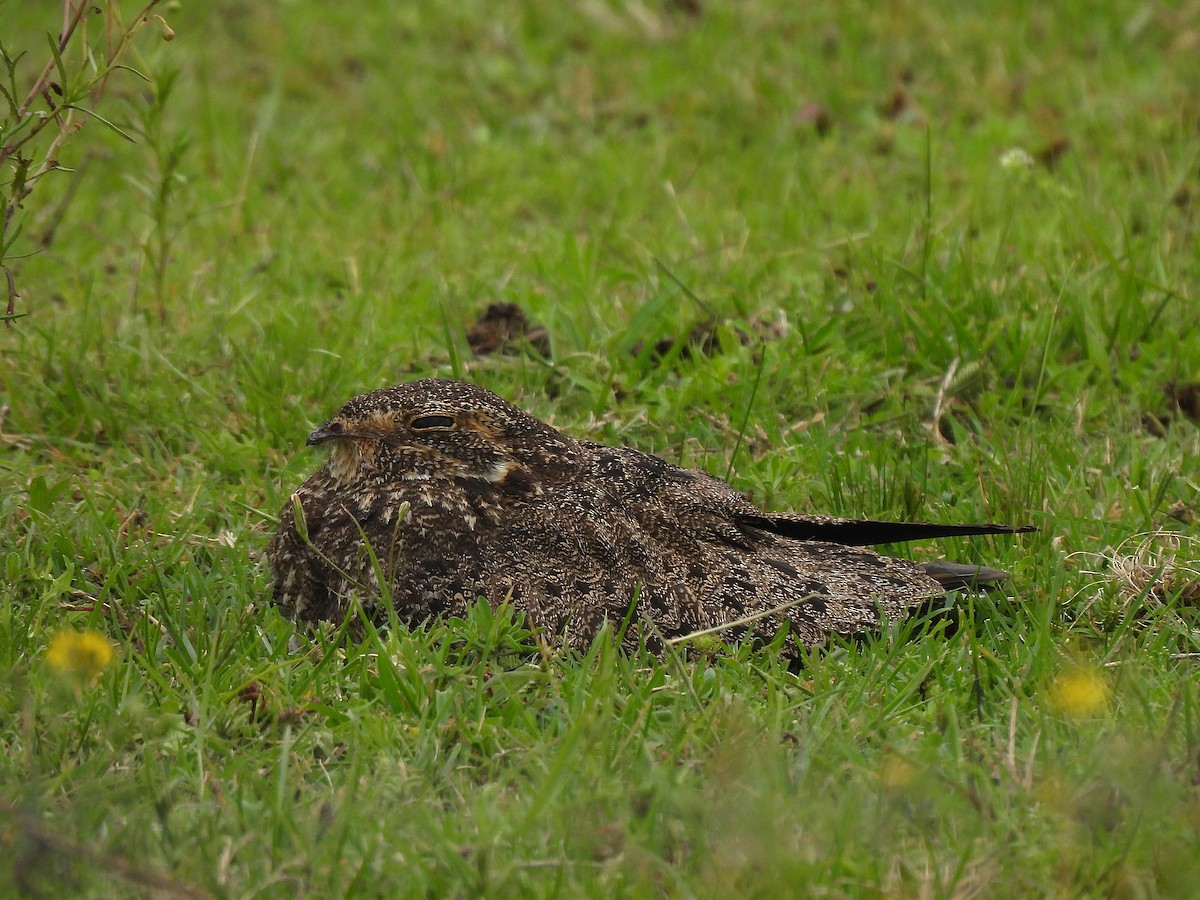 Nacunda Nighthawk - ML645580845