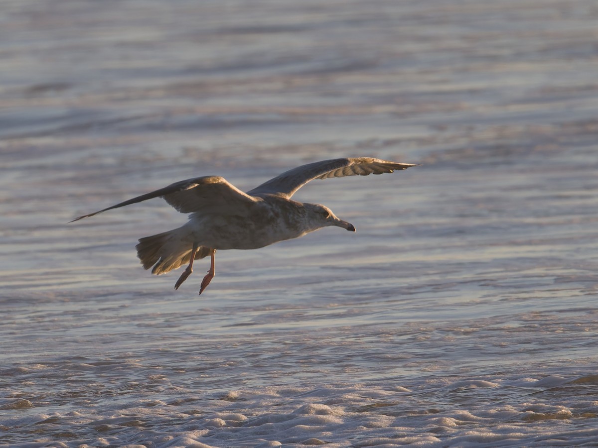 Мартин західний - ML645580855