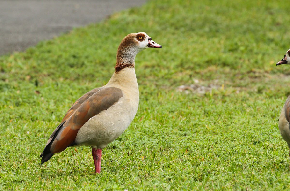 husice nilská - ML645580859