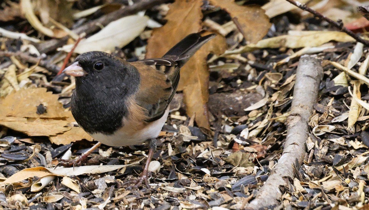 strnadec zimní - ML645580860