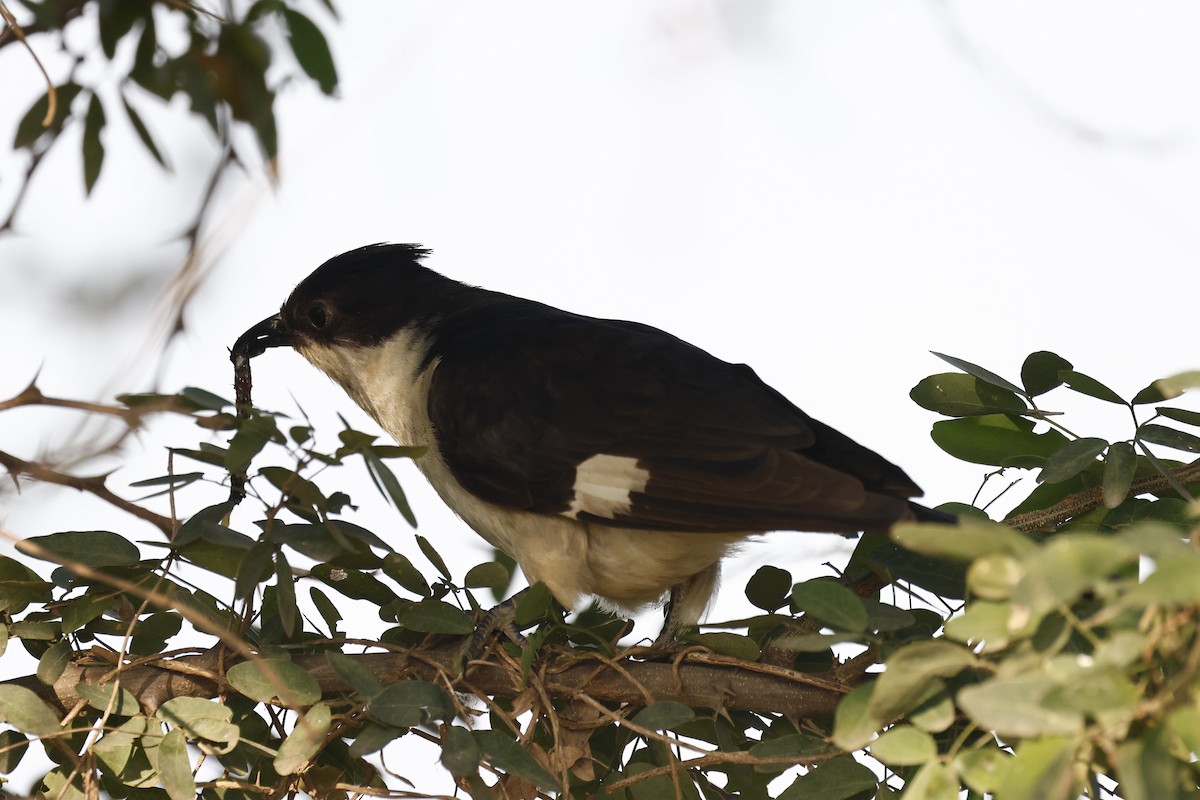 kukačka černobílá - ML645580861