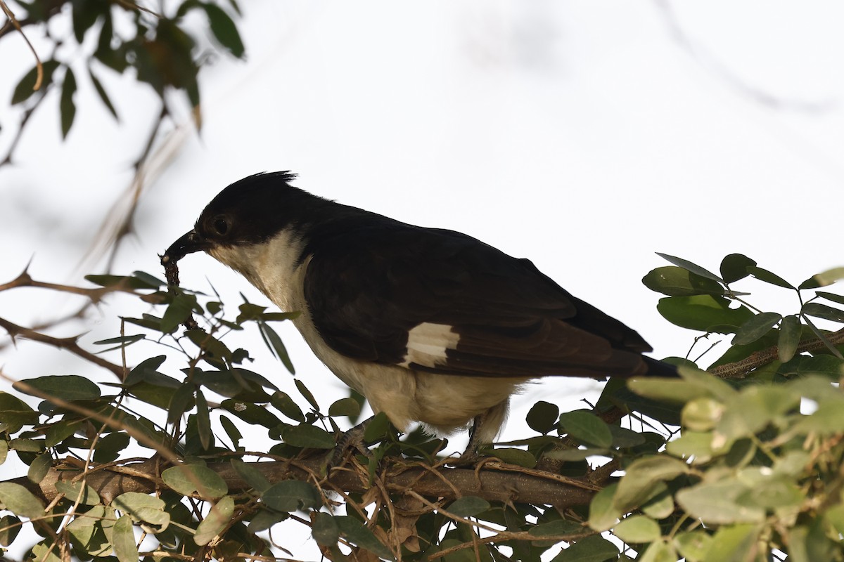 kukačka černobílá - ML645580862