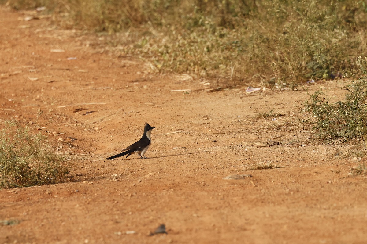 kukačka černobílá - ML645580863