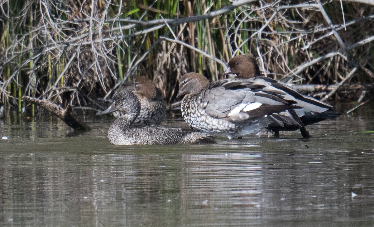 kachnovec vlnkovaný - ML645580864