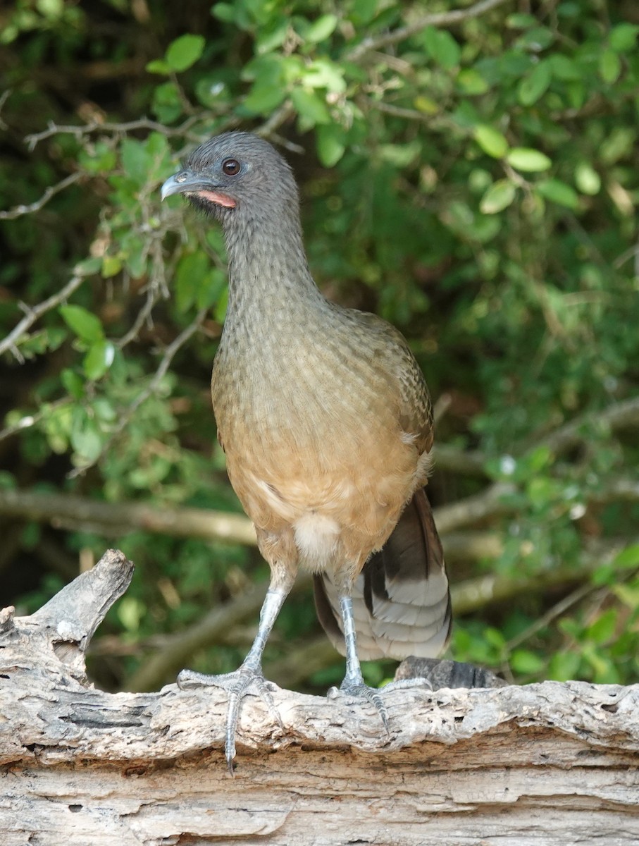 čačalaka obecná - ML645580866