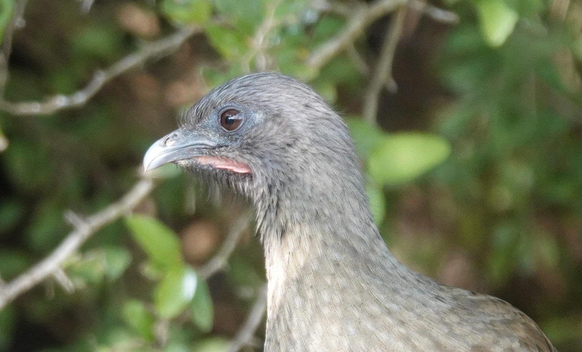 čačalaka obecná - ML645580867