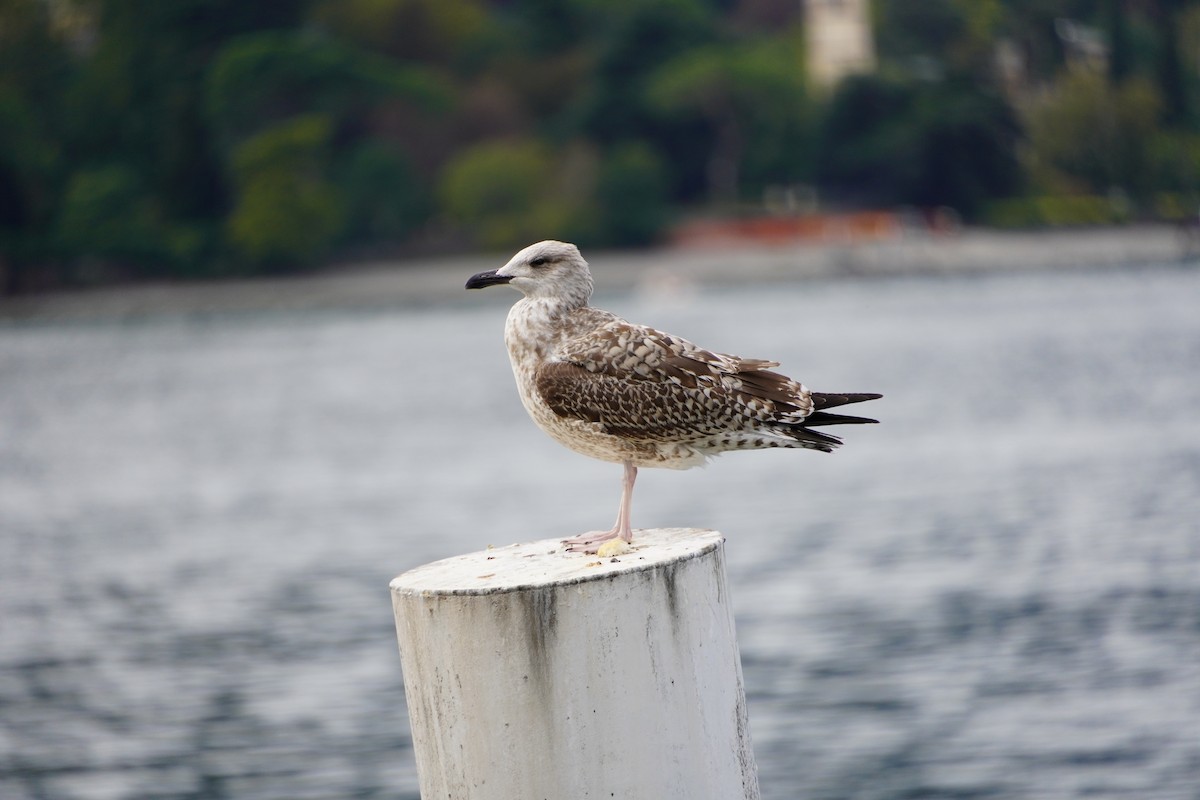 racek žlutonohý - ML645580870